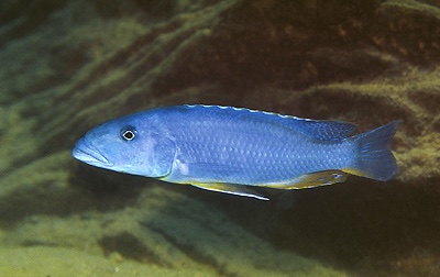 Tyrannochromis maculiceps 'Gome'